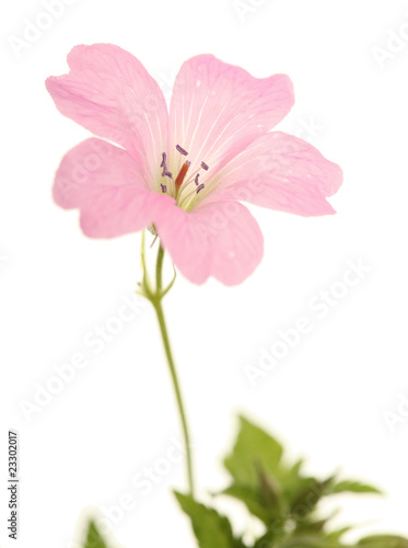 Fototapeta Naklejka Na Ścianę i Meble -  Pink Geranium
