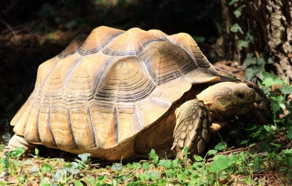 Fototapeta premium Tartaruga