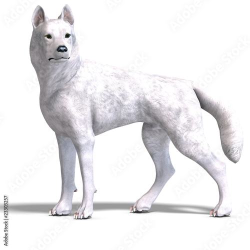 White Wolf. 3D rendering with clipping path and shadow over whit