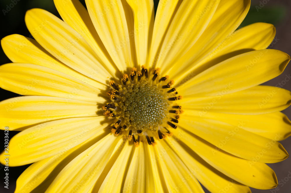 Sonnige Blumen Sonnige Blumen