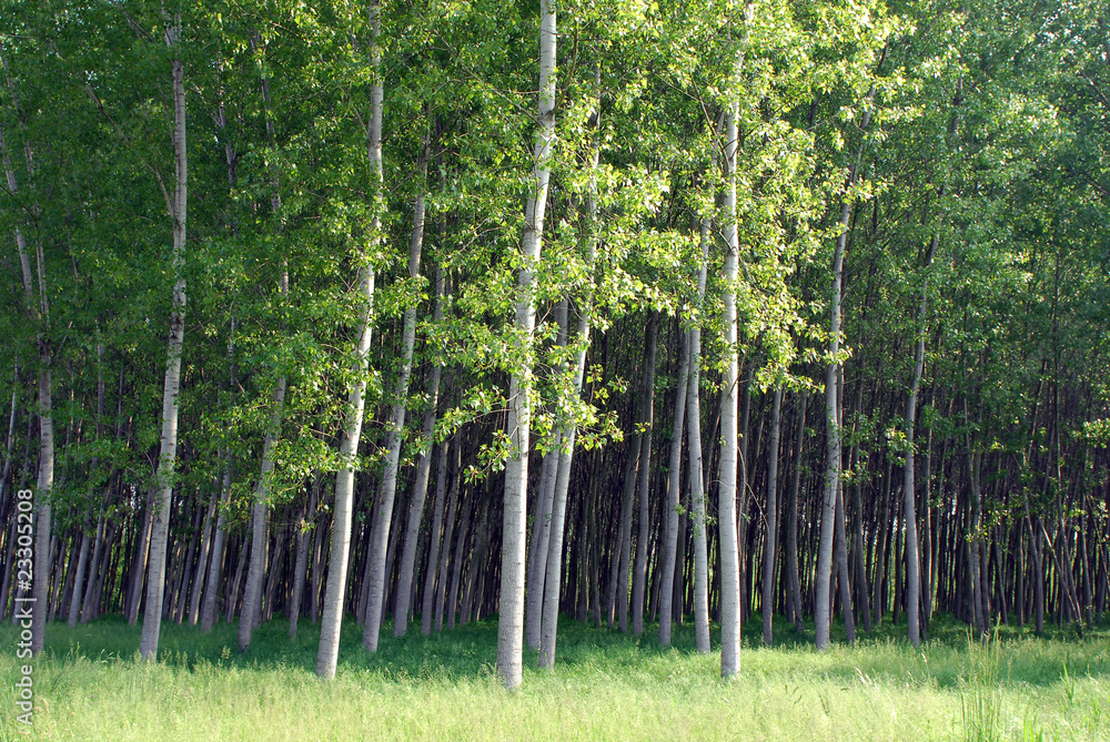 Obraz premium alberi 1006