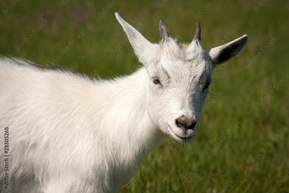 Obraz premium Goat animal