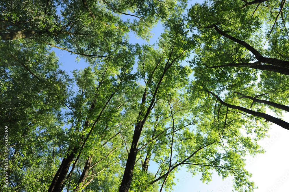 Obraz premium alberi 1020