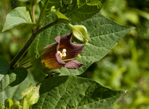 Foto Deadly Nightshade