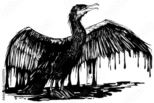 oiled cormorant