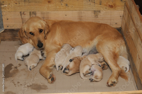 GOLDEN RETRIEVER, 10 GG. photo