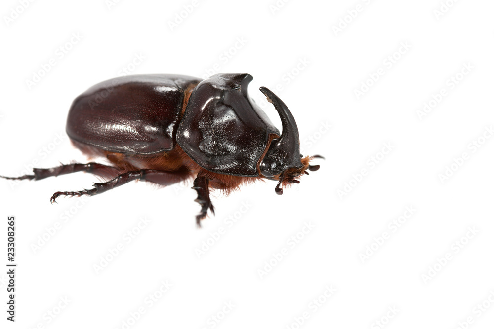Rhinoceros beetle Rhinoceros beetle