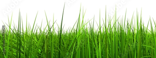High resolution 3d green grass isolated on a white