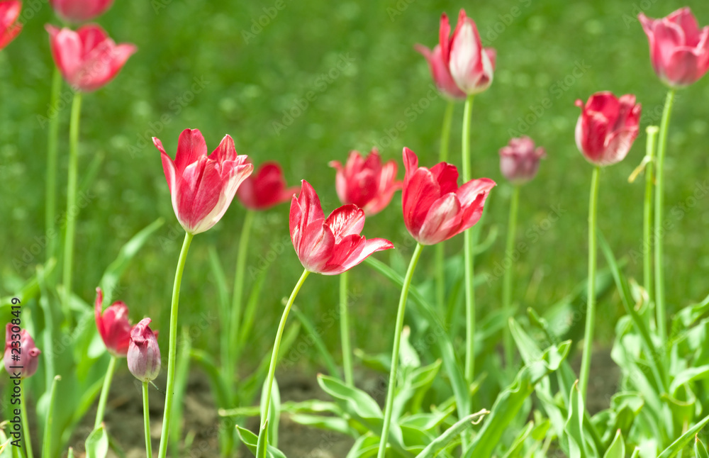 Obraz premium Tulipany