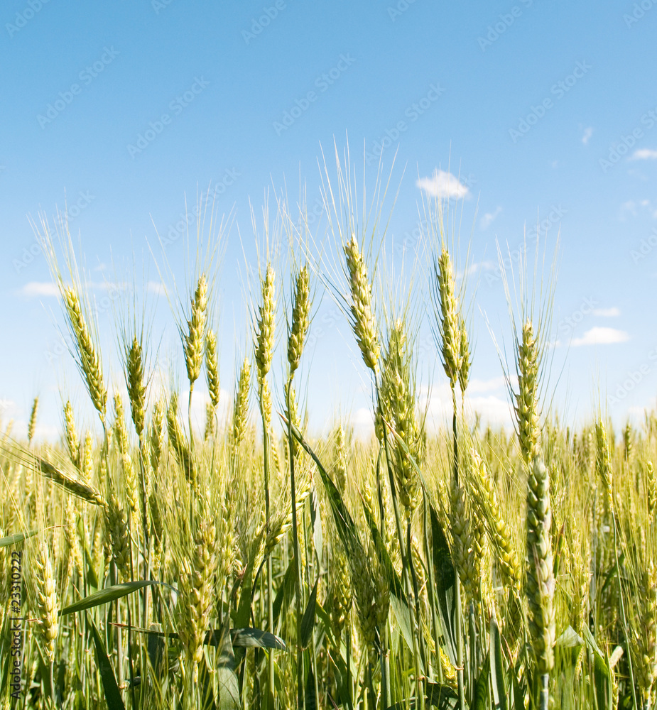 Obraz premium Wheat