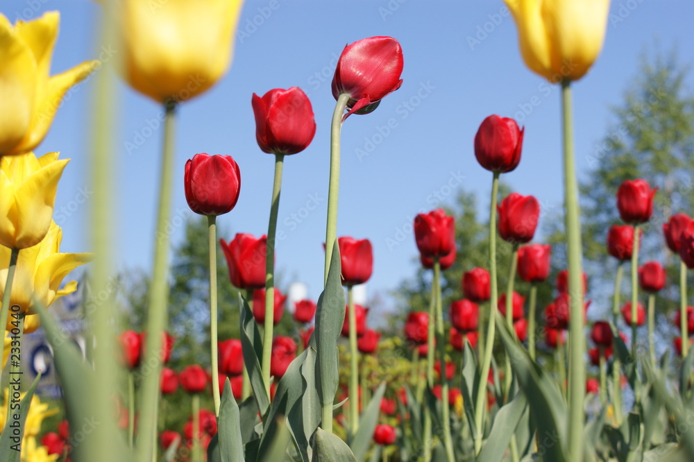 Fototapeta premium tulip