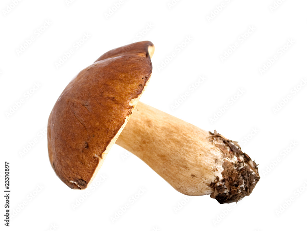 mushroom mushroom