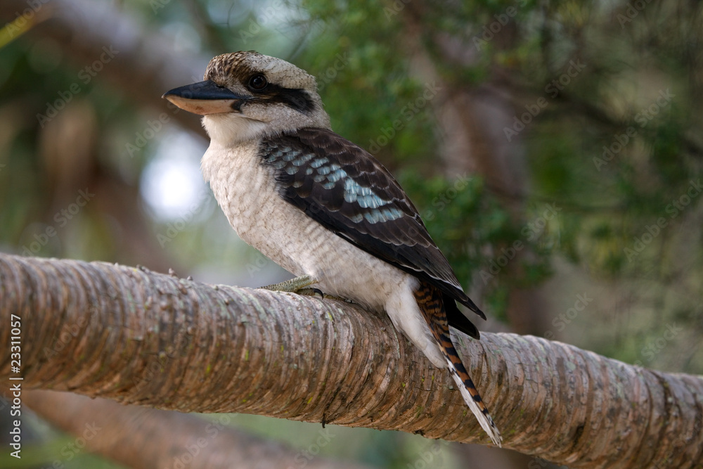 Fototapeta premium Kookaburra Lachender Hans