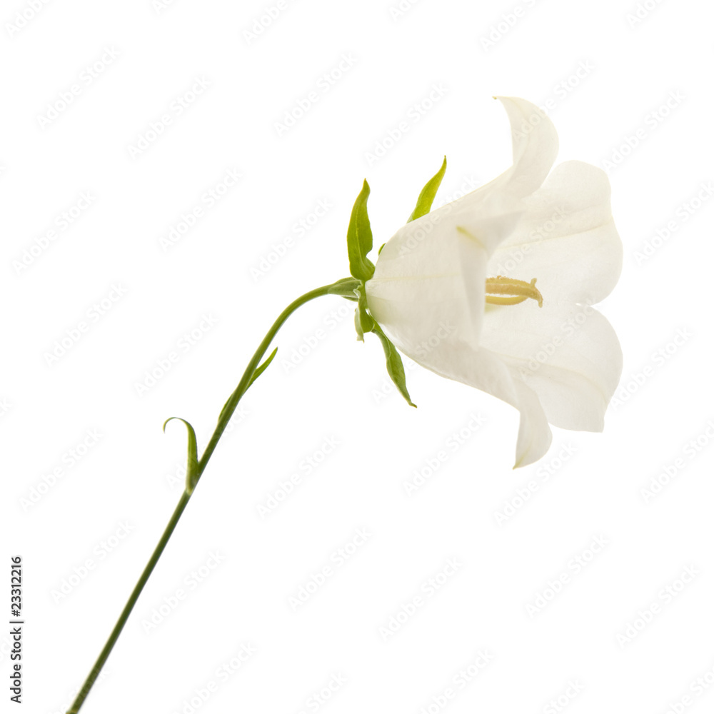 white campanula (bellflower), isolated on white