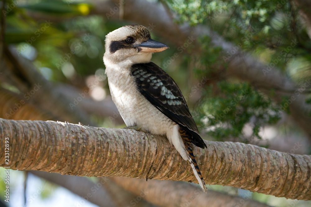 Obraz premium Kookaburra Lachender Hans