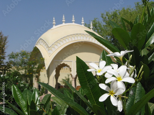 Frangiapni-Blüten
