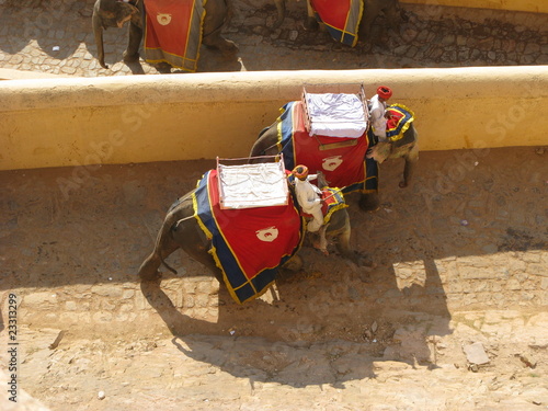 Elefanten in Rajasthan