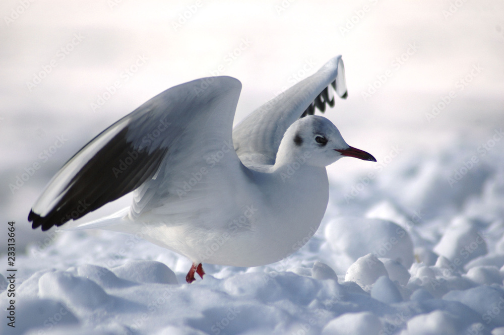 Fototapeta premium Schnee in Eckernförde