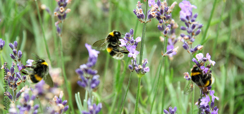 Bees on Lavender