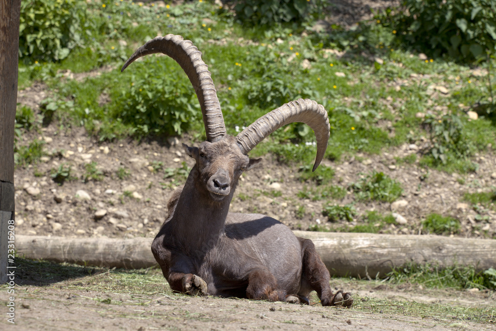 Alpensteinbock