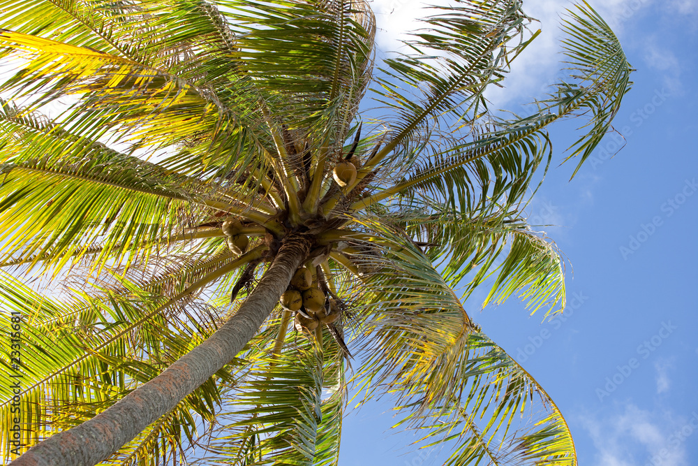 Coconut palm. French Polynesia