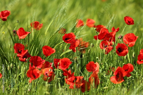 Mohnblumen im Kornfeld