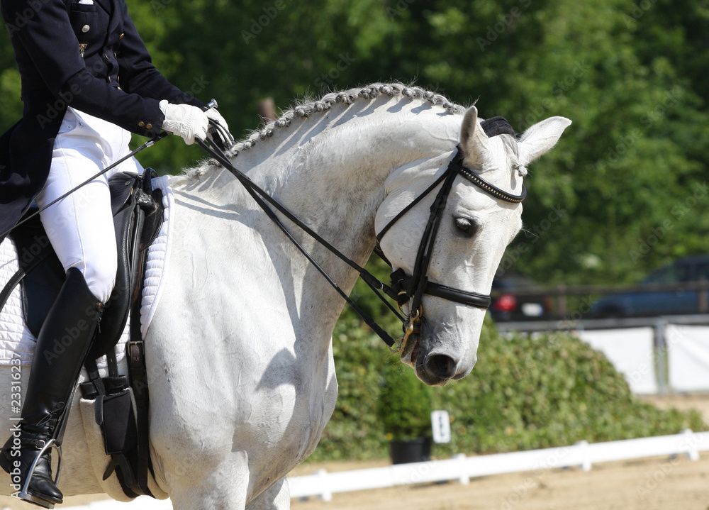 Obraz premium Dressurpferd in Bewegung