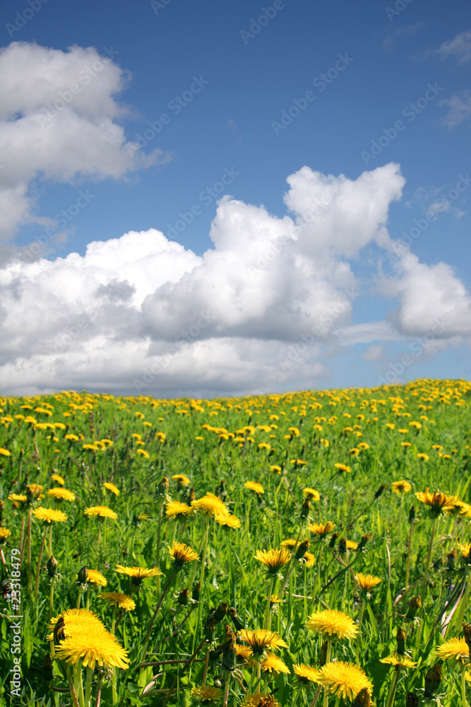 Spring field and sky