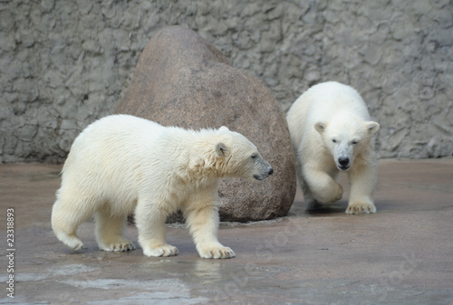 Two little white polar bears