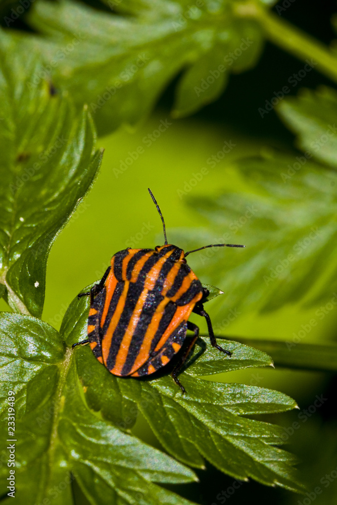 graphosoma lineatum bug on green leaf graphosoma lineatum bug on green leaf