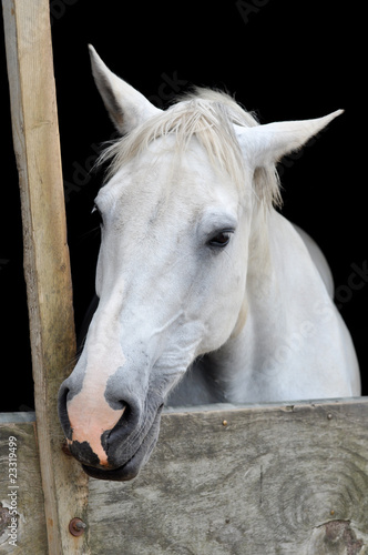 White Horse Face IV