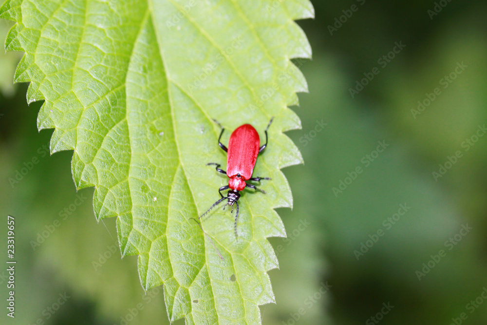 Lilienhähnchen (lilioceris lilii) auf gezacktem Blatt Lilienhähnchen (lilioceris lilii) auf gezacktem Blatt