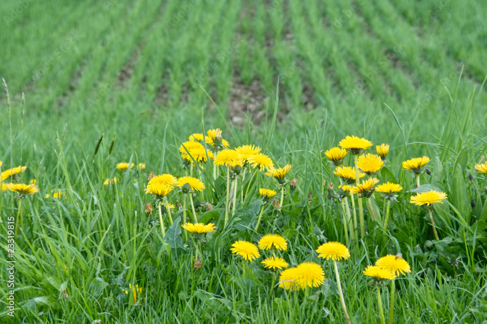 Agriculture Agriculture