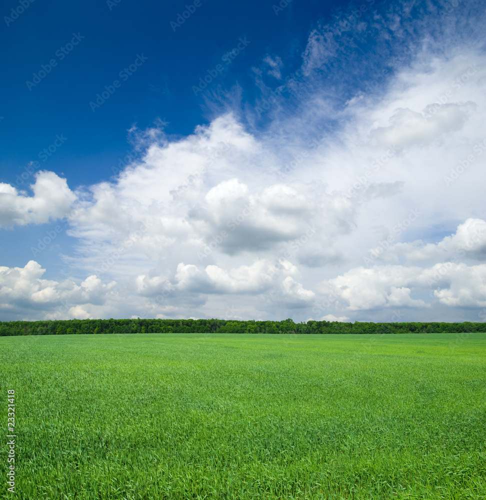 Obraz premium field