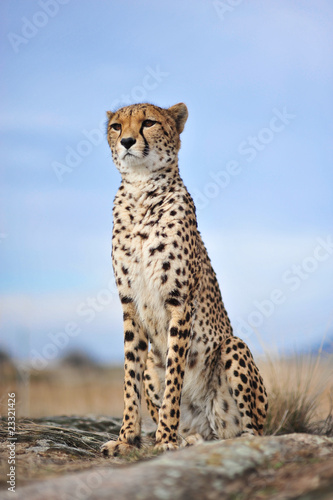 Cheetah 12