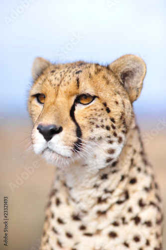Cheetah 16