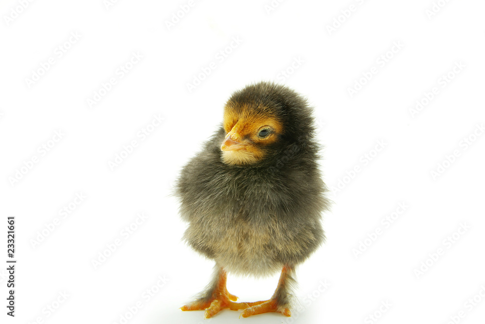 Obraz premium chicken
