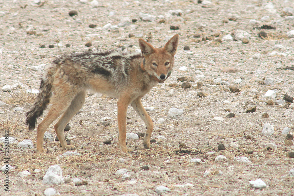 Fototapeta premium Chacal