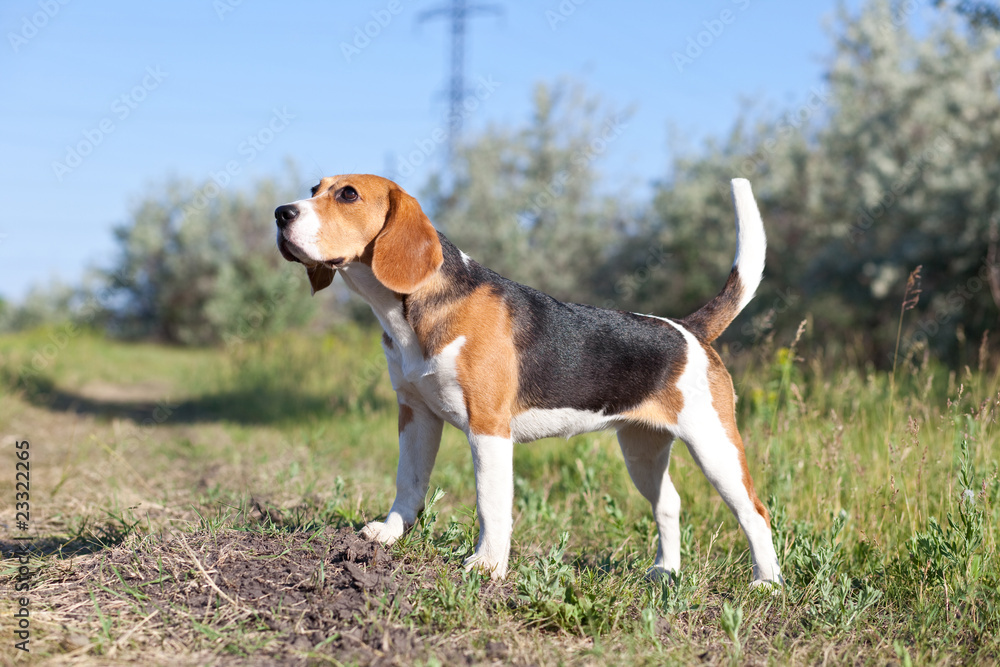 Dog of breed Beagle in the field