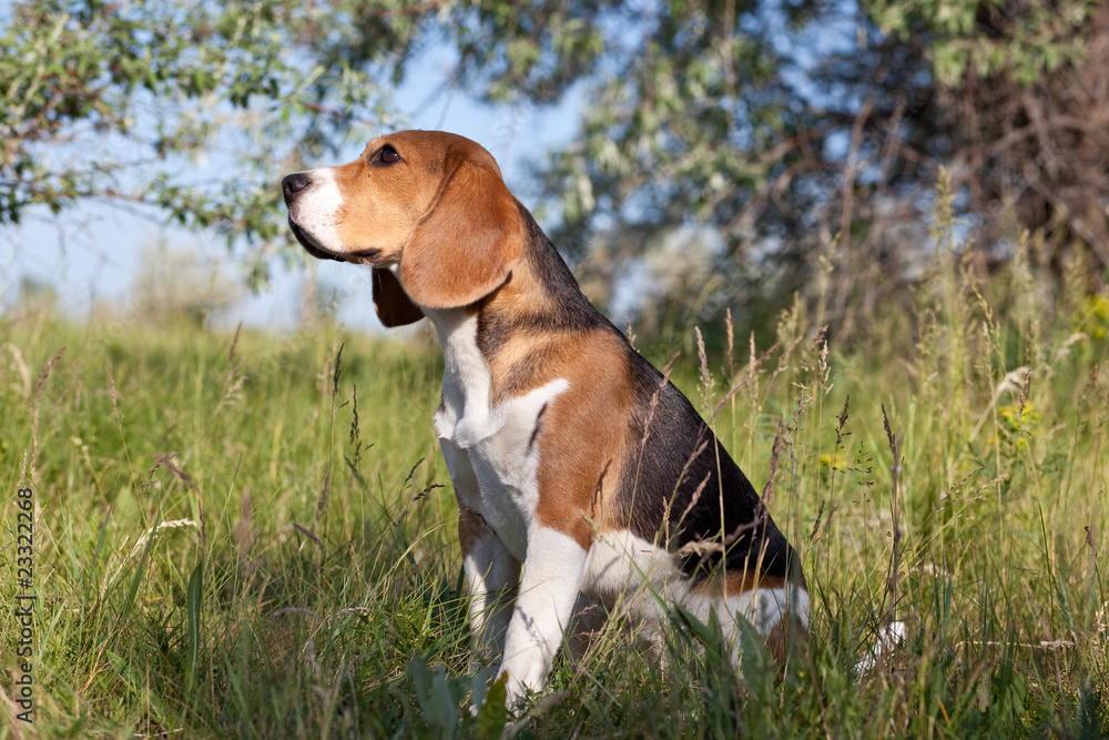A beautiful Beagle hound dog
