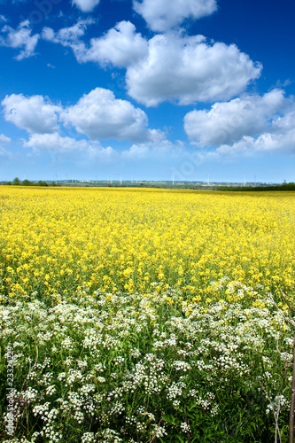 Rape seed field in summer