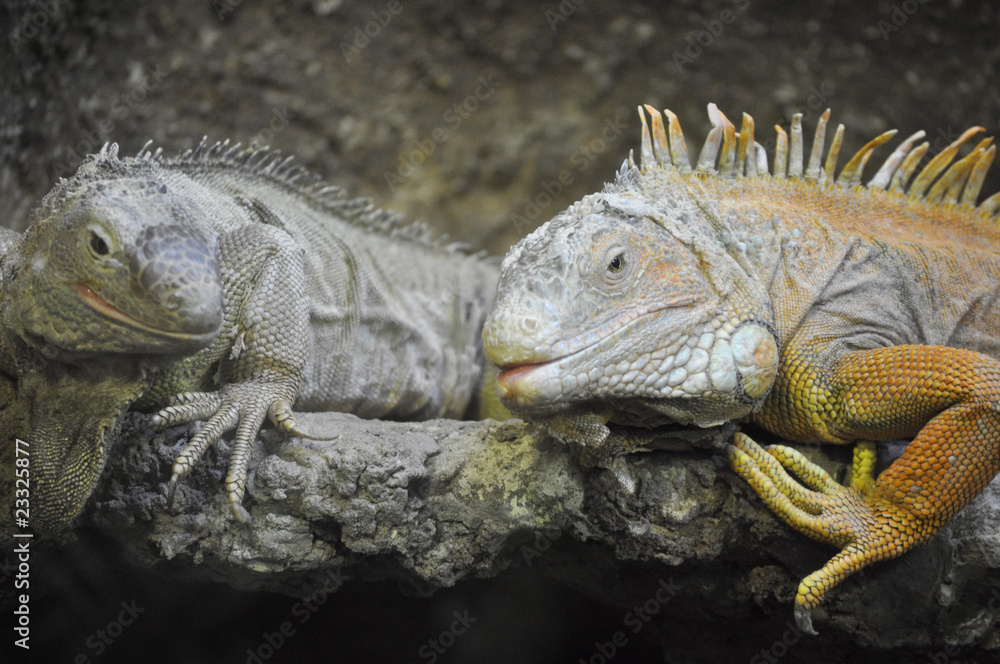 Fototapeta premium Chameleon