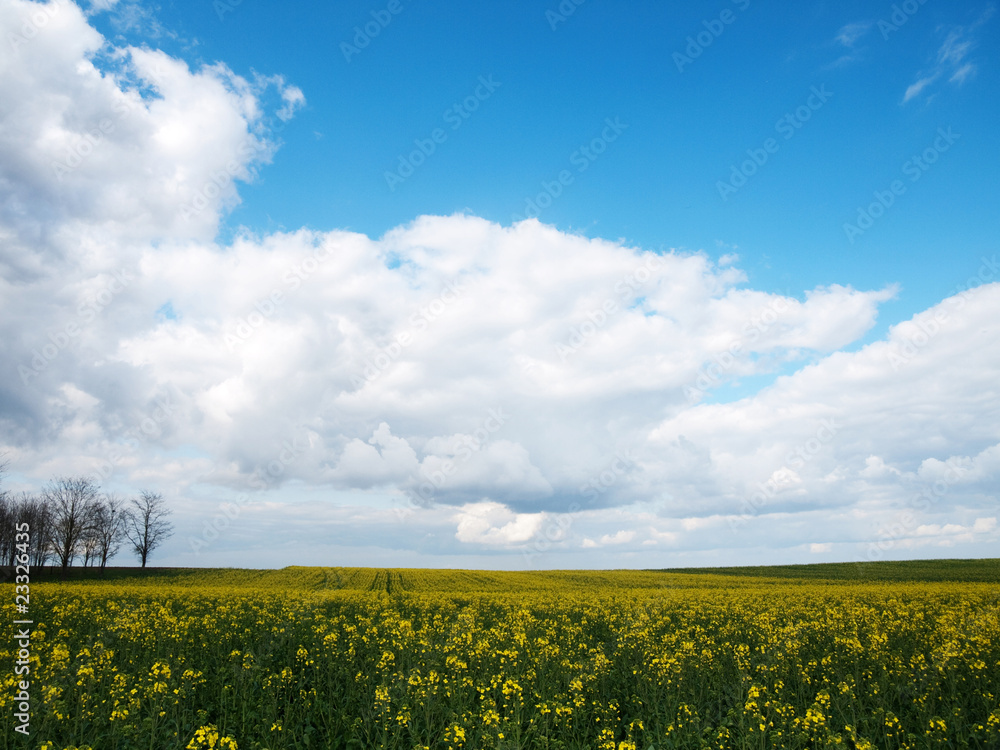 Beautiful rapeseed field Beautiful rapeseed field