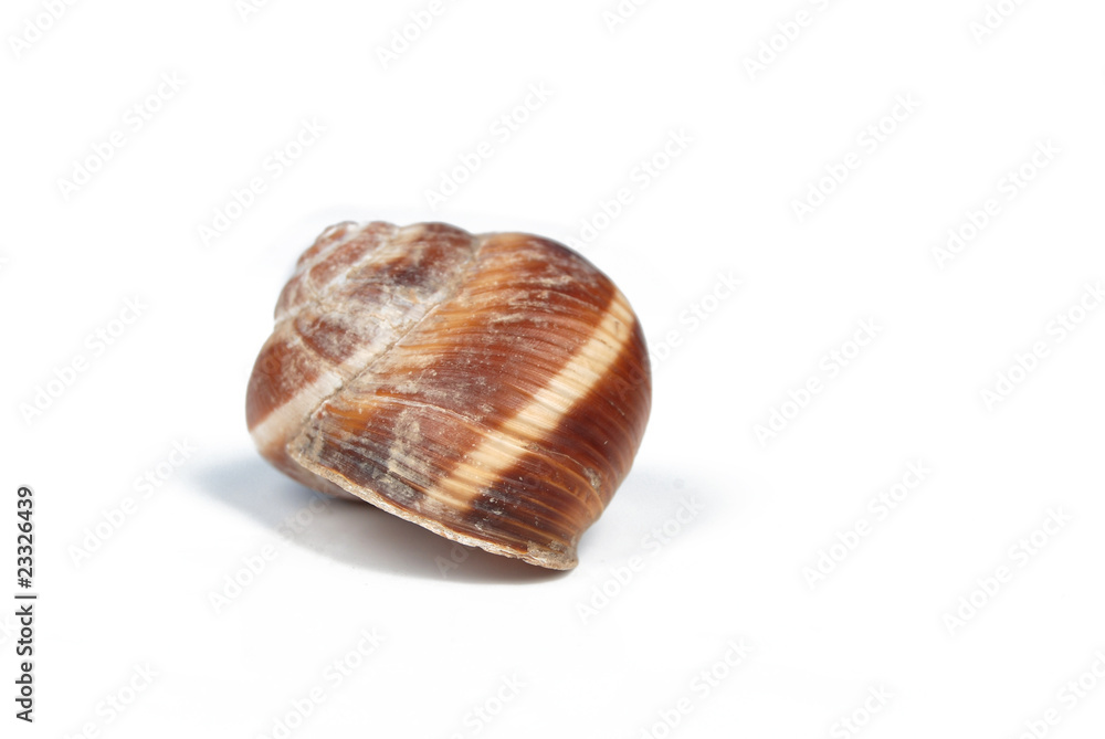 snail shell