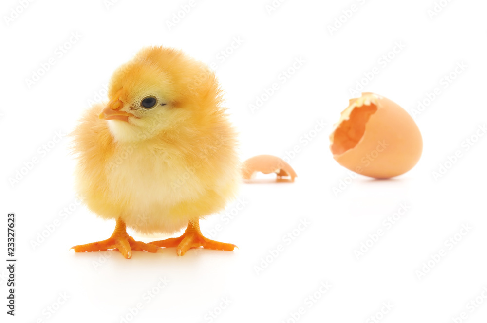 Obraz premium Chicken and an egg shell