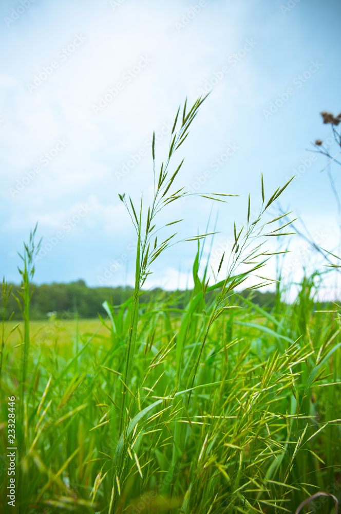 Grass against blue sky