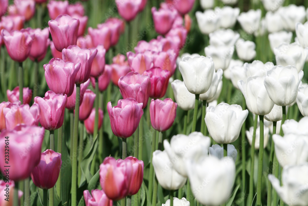 Obraz premium White and pink blooming tulips
