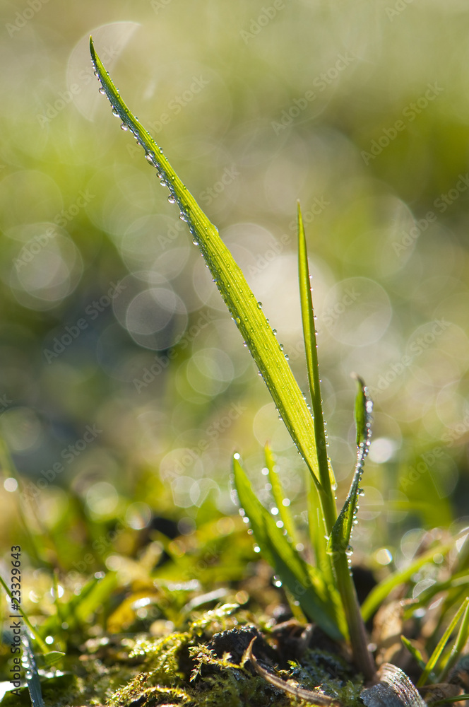 Brin d'herbe couvert de gouttes d'eau Brin d'herbe couvert de gouttes d'eau