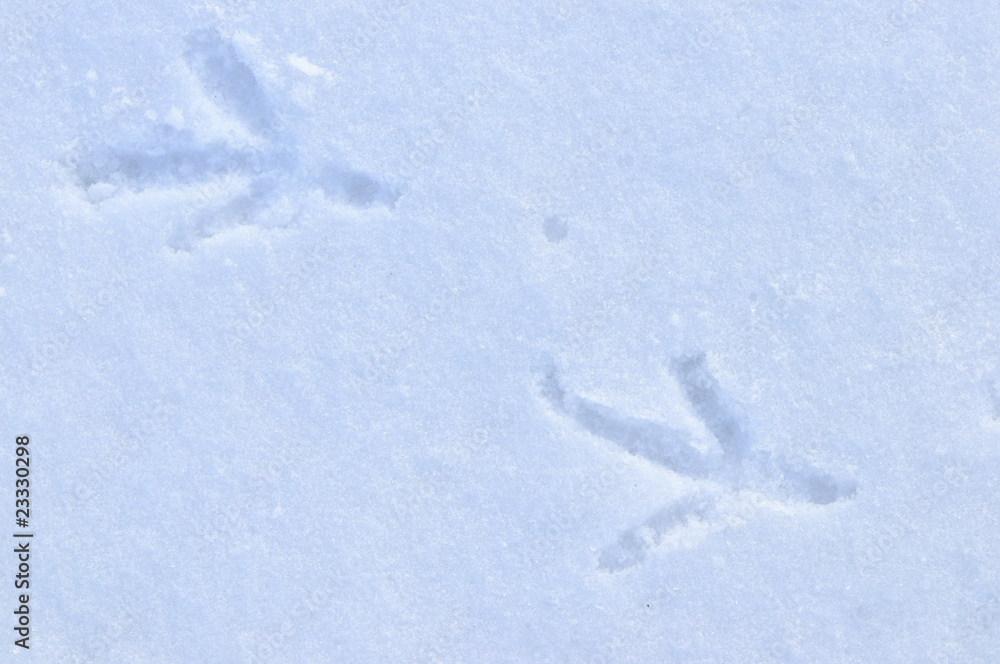 Empreinte de corvidé ( corneille ou grand corbeau) dans la neige Empreinte de corvidé ( corneille ou grand corbeau) dans la neige