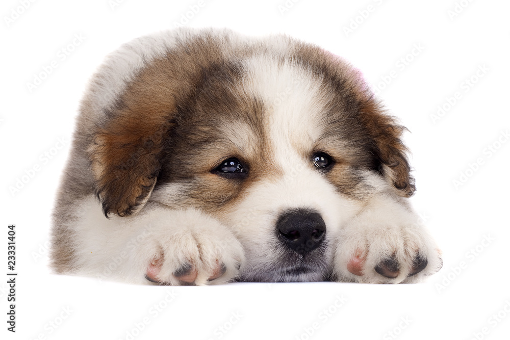 sleepy bucovinean sheperd sleepy bucovinean sheperd